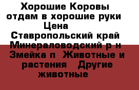 Хорошие Коровы  отдам в хорошие руки  › Цена ­ 55 - Ставропольский край, Минераловодский р-н, Змейка п. Животные и растения » Другие животные   